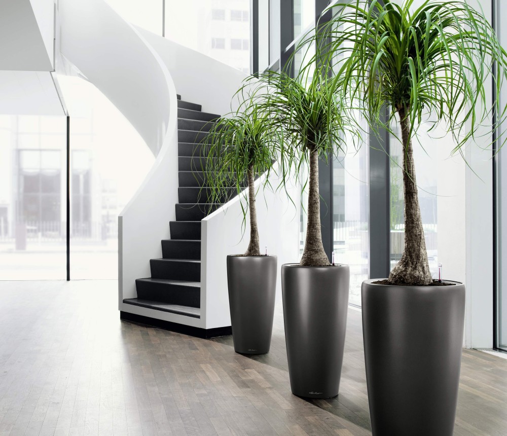 indoor plant design